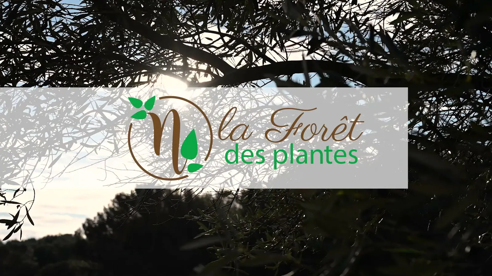 La Forêt des Plantes · Photos 2